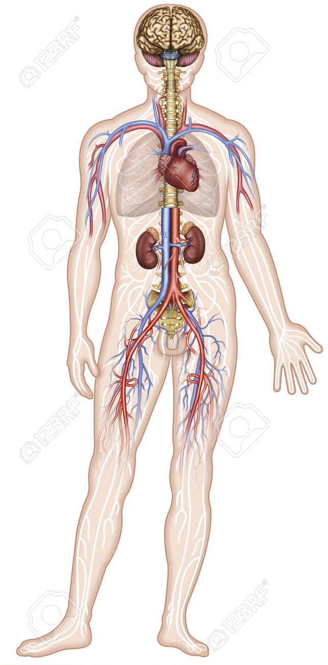 Lymphatic Anatomy